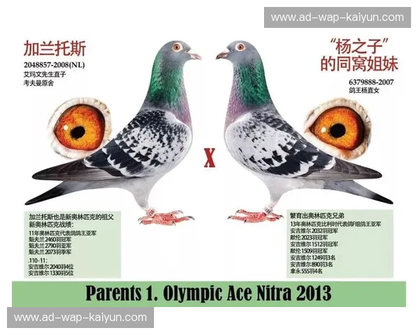 东西相遇，荣耀之争：波兰与罗马尼亚的足球传奇